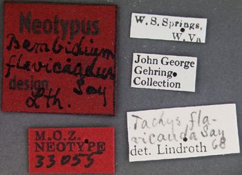 Media type: image;   Entomology 33055 Aspect: labels